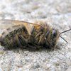 На Прикарпатье массово гибнут пчелы