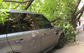 В центре Киева на авто упало дерево