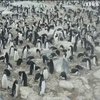 Як в Антарктиці вивчають життя пінгвінів (відео)