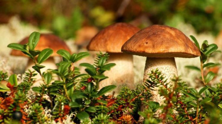 В Иране более 700 человек отравились грибами