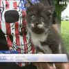 Харківські волонтери знайшли в лісі пакунки з десятками кошенят