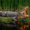 На Филиппинах мужчина спас сына от четырехметрового крокодила