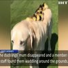 У Британії собака "всиновив" осиротілих каченят (відео)