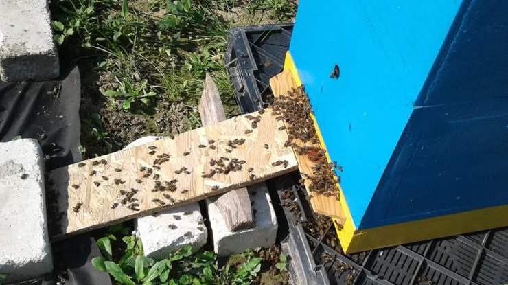 Всего погибло около 400 пчелиных семей.