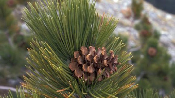 Боснийская сосна. Фото American Conifer Society