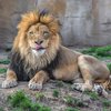 В Тернопольском зоопарке лев напал на подростка
