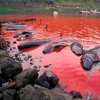 В Японии убивают китов ради науки