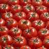 В Великобритании вывели новый сорт помидоров