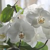 Орхидеи в доме: приметы и суеверия 