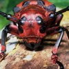 Украина может лишиться лесов из-за нашествия насекомых-вредителей