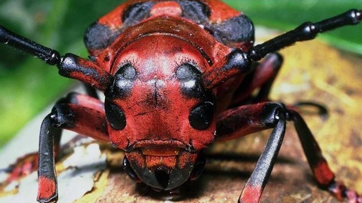 Украина может лишиться лесов из-за нашествия насекомых-вредителей