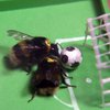 На футболистов во время матча напали пчелы (видео)