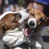 В Киеве прошел парад собак породы Джек Рассел терьер (фото)