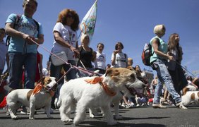 В Киеве прошел парад собак породы Джек Рассел терьер 
