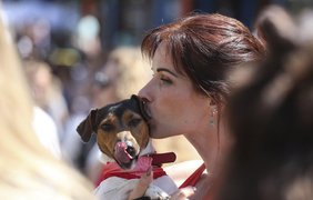 В Киеве прошел парад собак породы Джек Рассел терьер 