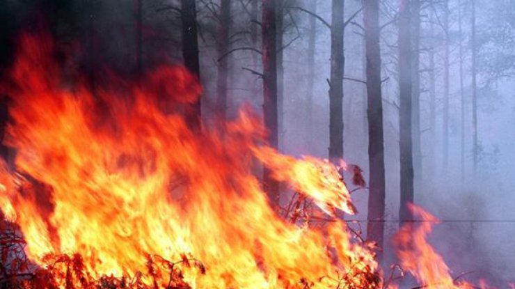 Загорелось 3 гектара леса. Илл. фото: capital.ua