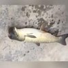 Рыбак поймал рыбу с птичьей головой (видео)