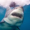 Кровавый бой двух акул запечатлели на видео 