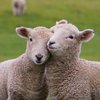 Овцы заполонили пригород Парижа и помогли жителям снять стресс