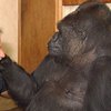 Скончалась единственная говорящая горилла Коко