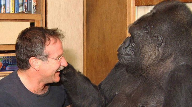 Скончалась единственная говорящая горилла Коко