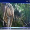 В Китае нашли останки неизвестного вида обезьян