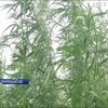 Житель Івано-Франківська виростив плантацію марихуани