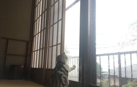 Кот на час: в Японии открылся необычный отель