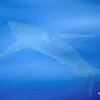 У берегов Испании впервые за 40 лет увидели белую акулу (видео)