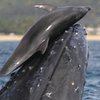 Сотни дельфинов превратили кита в "аттракцион" (видео)