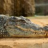 В Эфиопии крокодил съел священника во время крещения