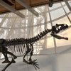 Богач заплатил миллионы за скелет динозавра (фото)