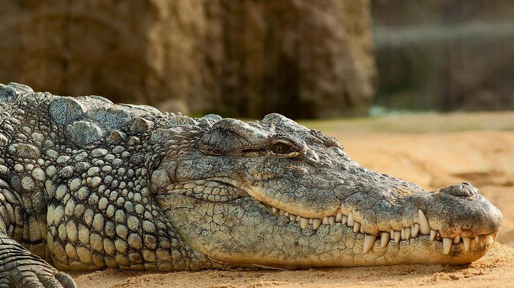 Крокодил грубо прервал таинство и оставил верующих без пастора. Фото pixabay.com