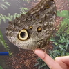 Метелики у Києві: біологи розповіли, як приманити комах