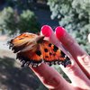 Бабочки в Киеве: впечатляющие фото и видео
