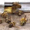 Меда не будет: в Украине массово гибнут пчелы
