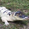 В США украли уникального белого аллигатора