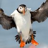 Яркие и уникальные: лучшие фото птиц со всего мира 