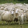 Audi на полном ходу снес пастуха и 50 овец