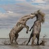 Игра лошадей и намибийские пейзажи: самые впечатляющие фото The Nature Conservancy 2018