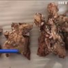 В Аргентині знайшли останки динозавра (відео)