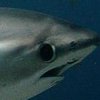 Великобритании угрожает нашествие акул 