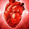 Как улучшить работу сердца: ученые назвали неожиданный способ