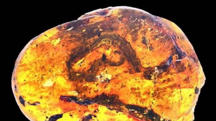 Группа исследователей из Китая, Канады, США и Австралии обнаружила два кусочка янтаря