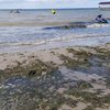 Туристы в шоке: пляжи Коблево "спрятались" под зеленым ковром (фото, видео) 