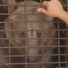 В центре Запорожья поселился медведь (видео)
