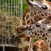 Осторожно, опасность: какие болезни можно "подцепить" в зоопарке 