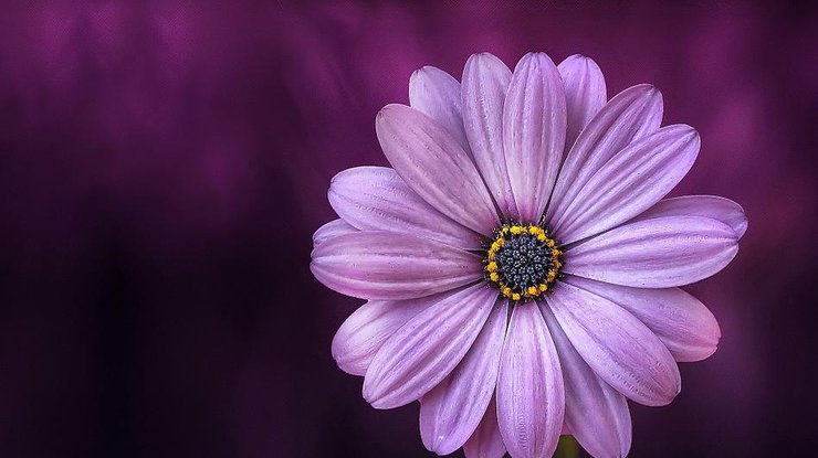 Фото: pixabay