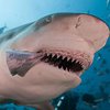 Дерзкие воры украли акулу из-под носа охраны (видео)