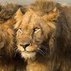 В заповедники львы растерзали браконьеров 